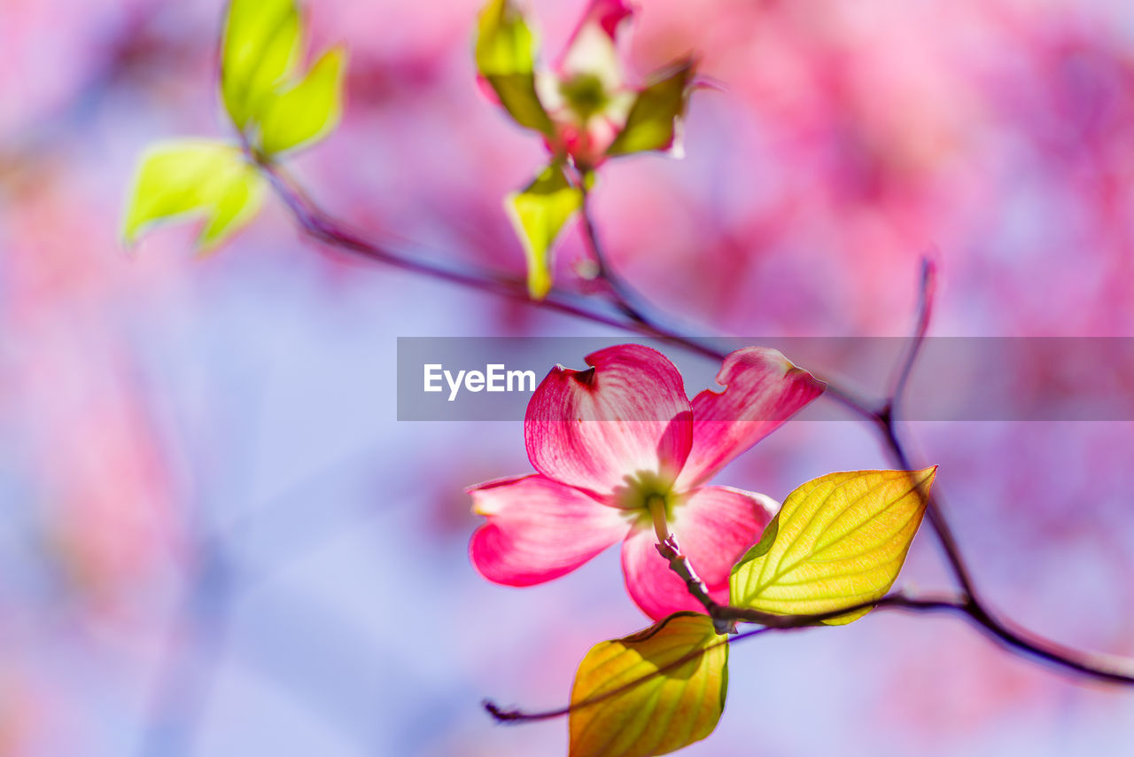 Close-up of pink flowering plant