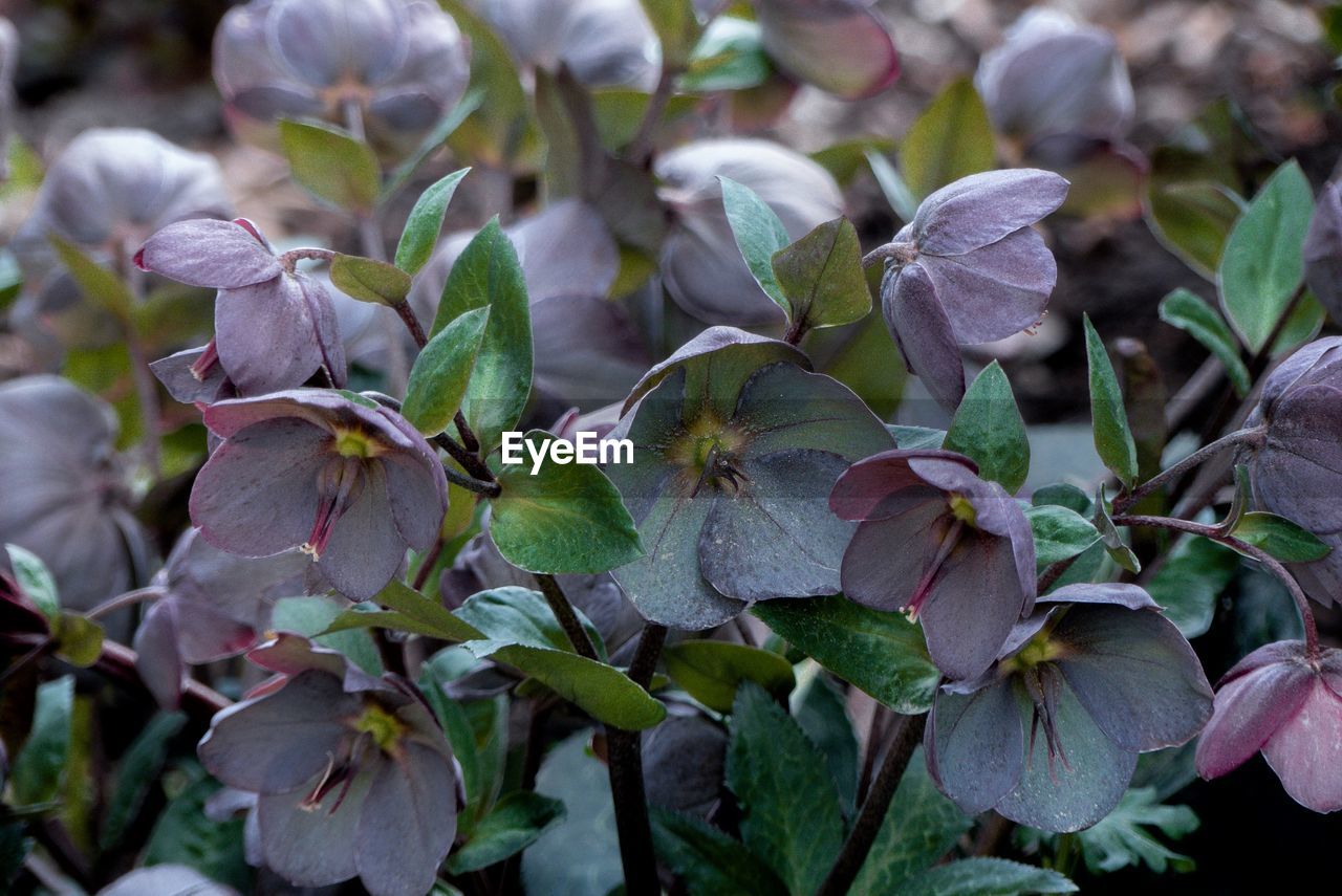 Close-up of flowering plant