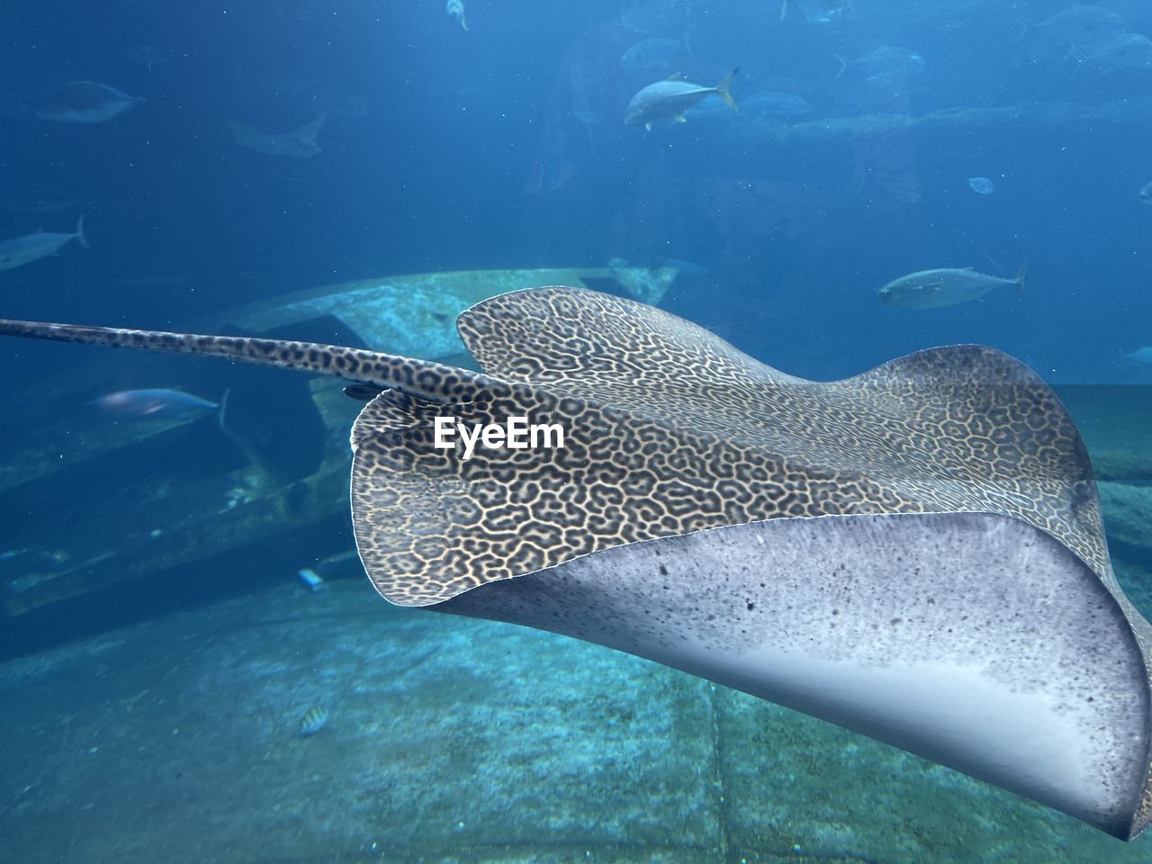 Ray fish underwater 