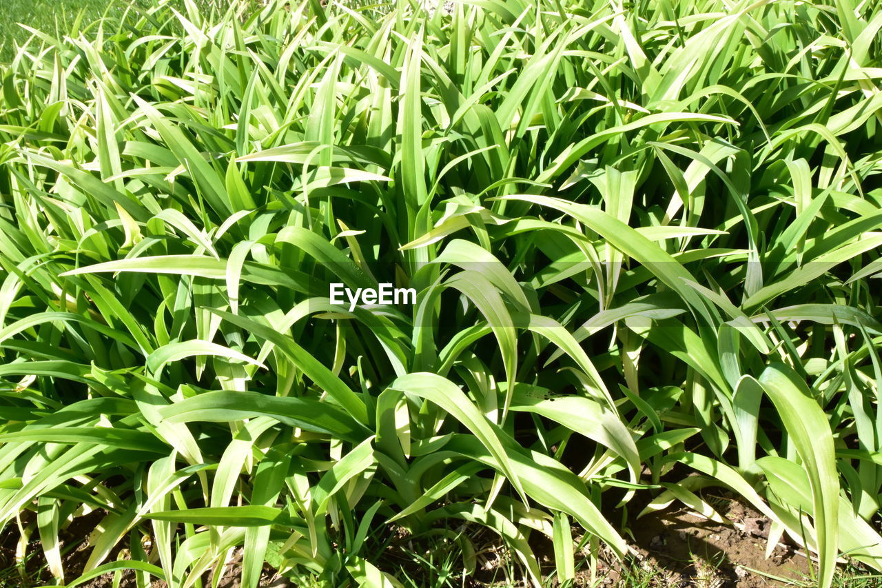 FULL FRAME SHOT OF CROPS ON FIELD