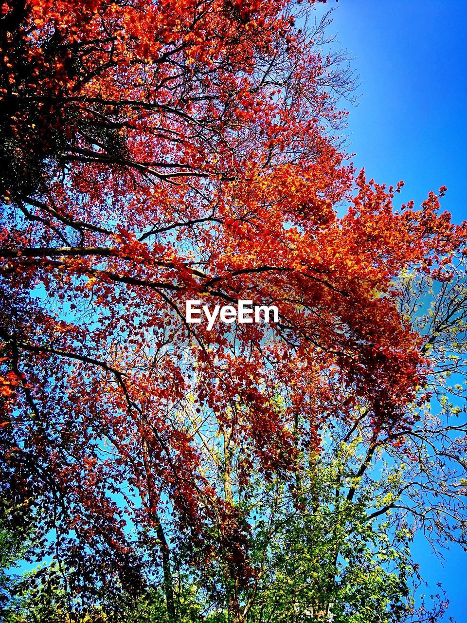 LOW ANGLE VIEW OF TREE AGAINST SKY