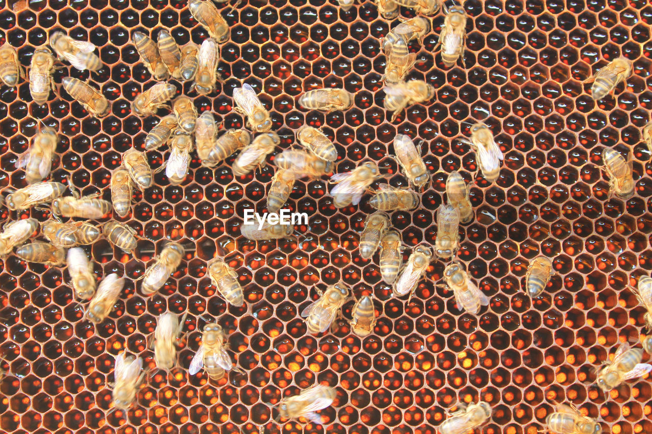 Close-up of bees 