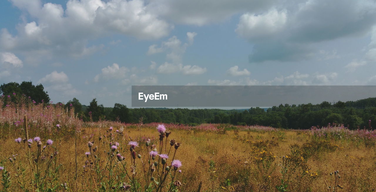 Scenic view of landscape against sky