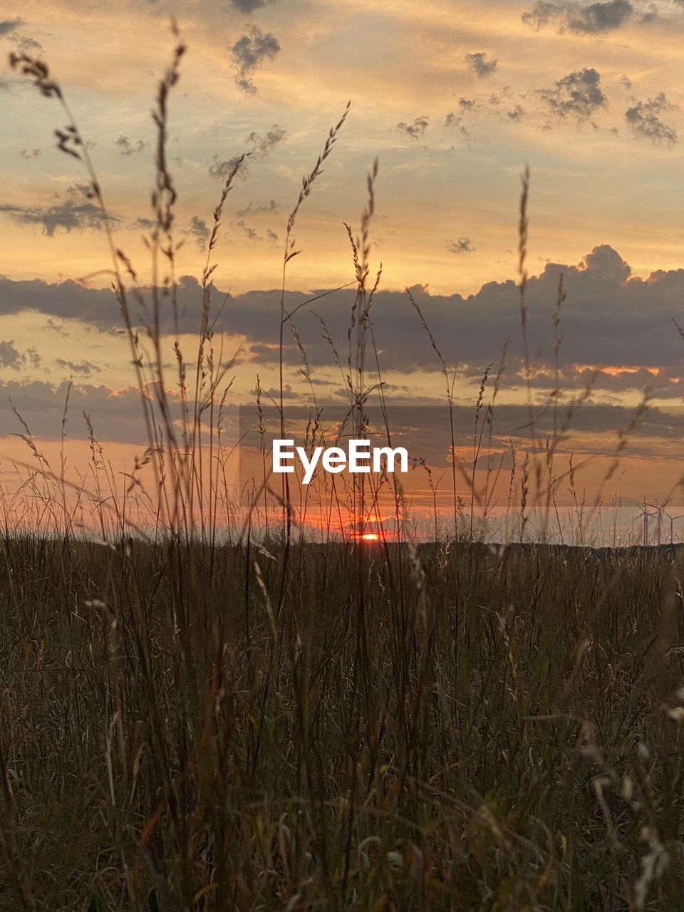 PLANTS ON FIELD AGAINST SKY DURING SUNSET