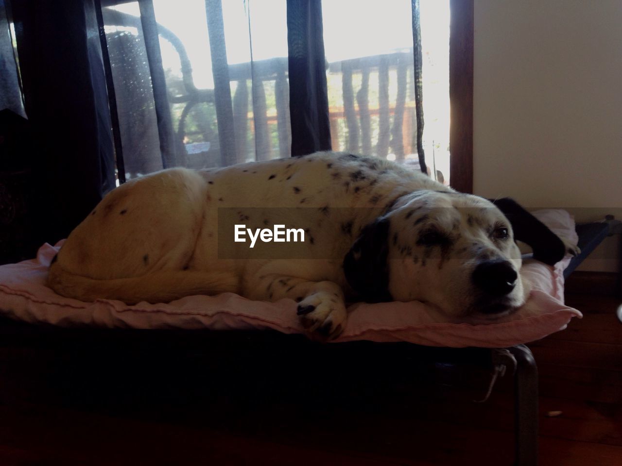 DOG RESTING ON SOFA