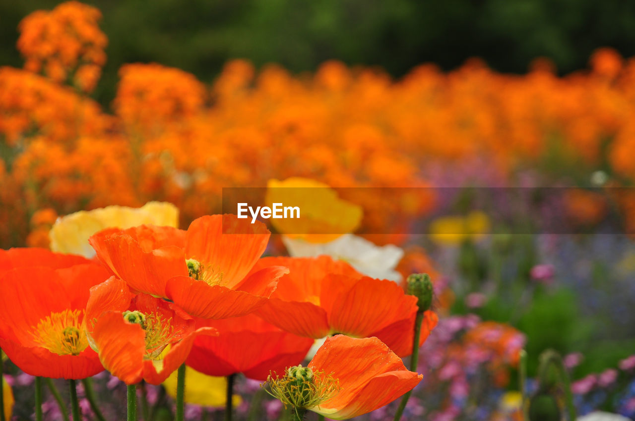 Close-up of orange marigold flowers