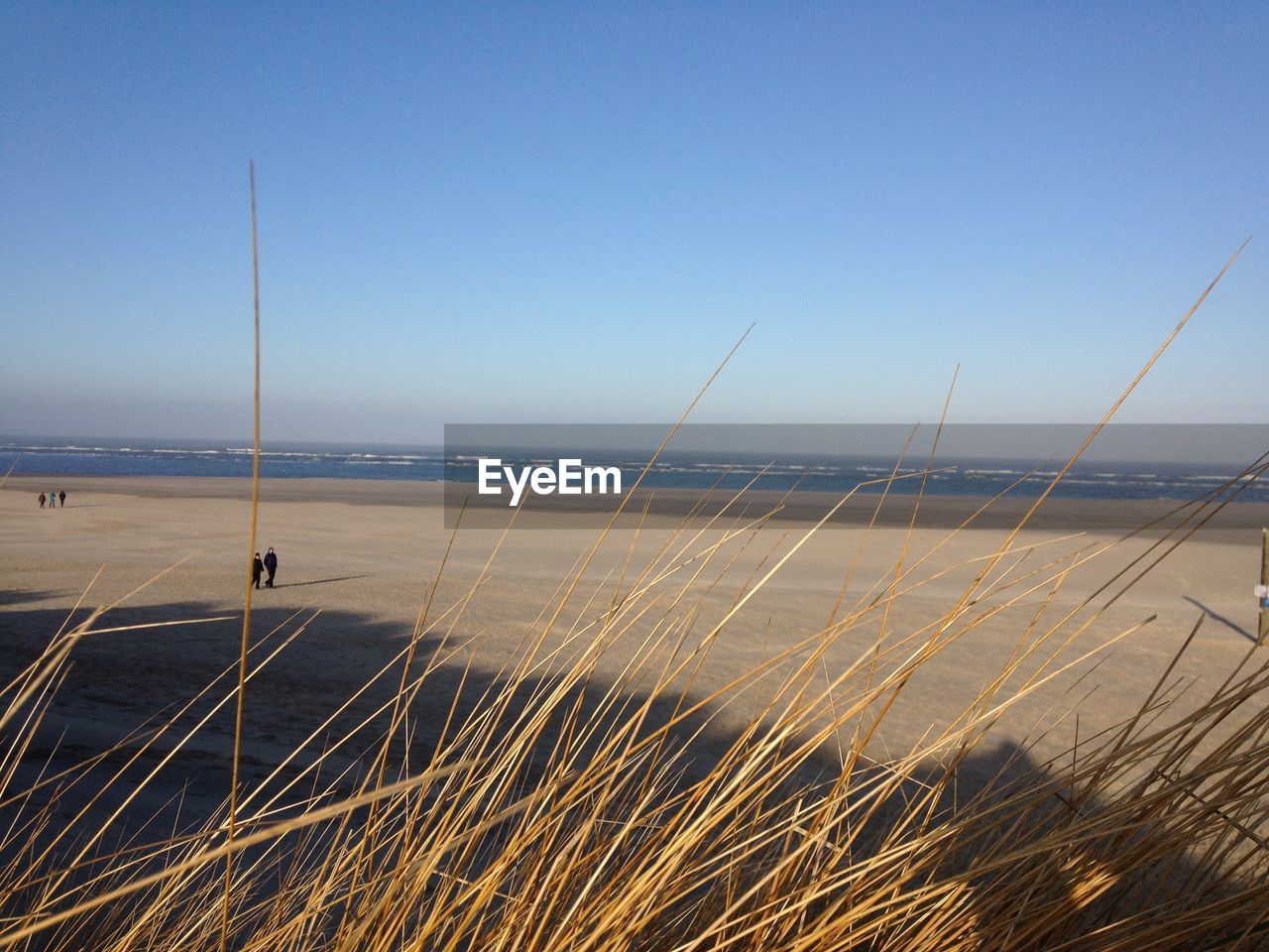 SCENIC VIEW OF BEACH AGAINST CLEAR SKY