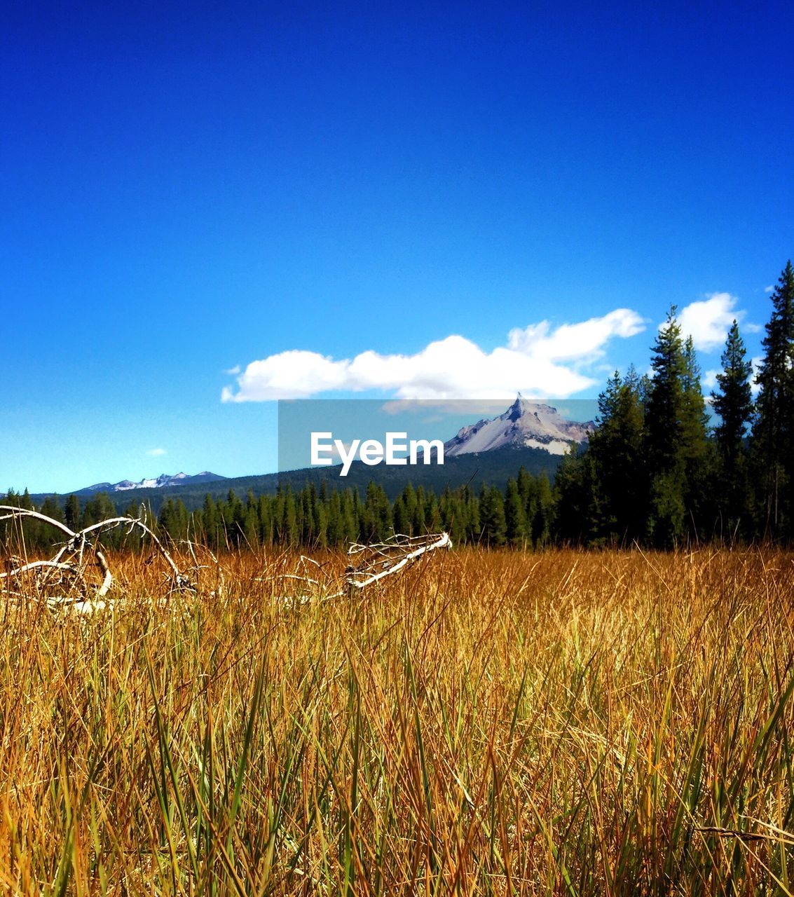 Scenic view of landscape against blue sky