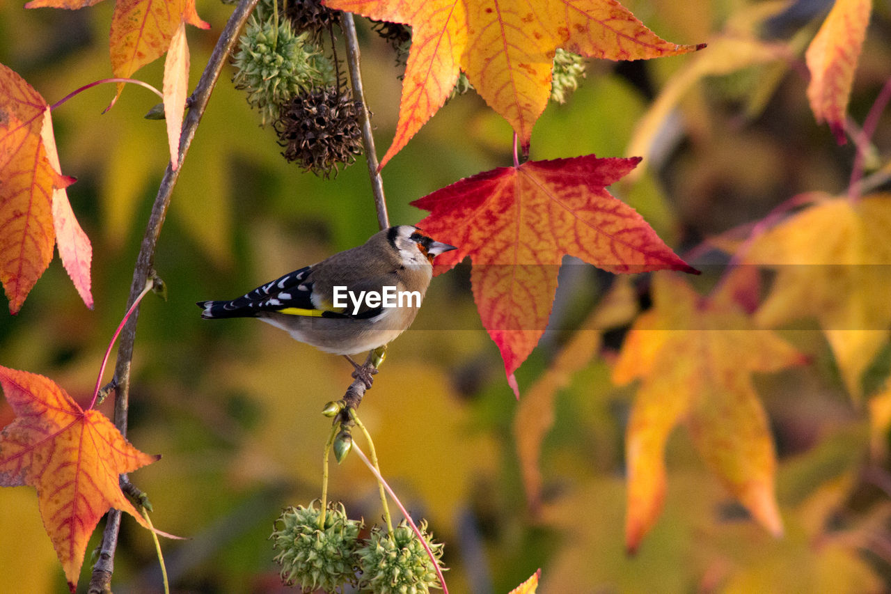 CLOSE-UP OF BIRD PERCHING ON BRANCH