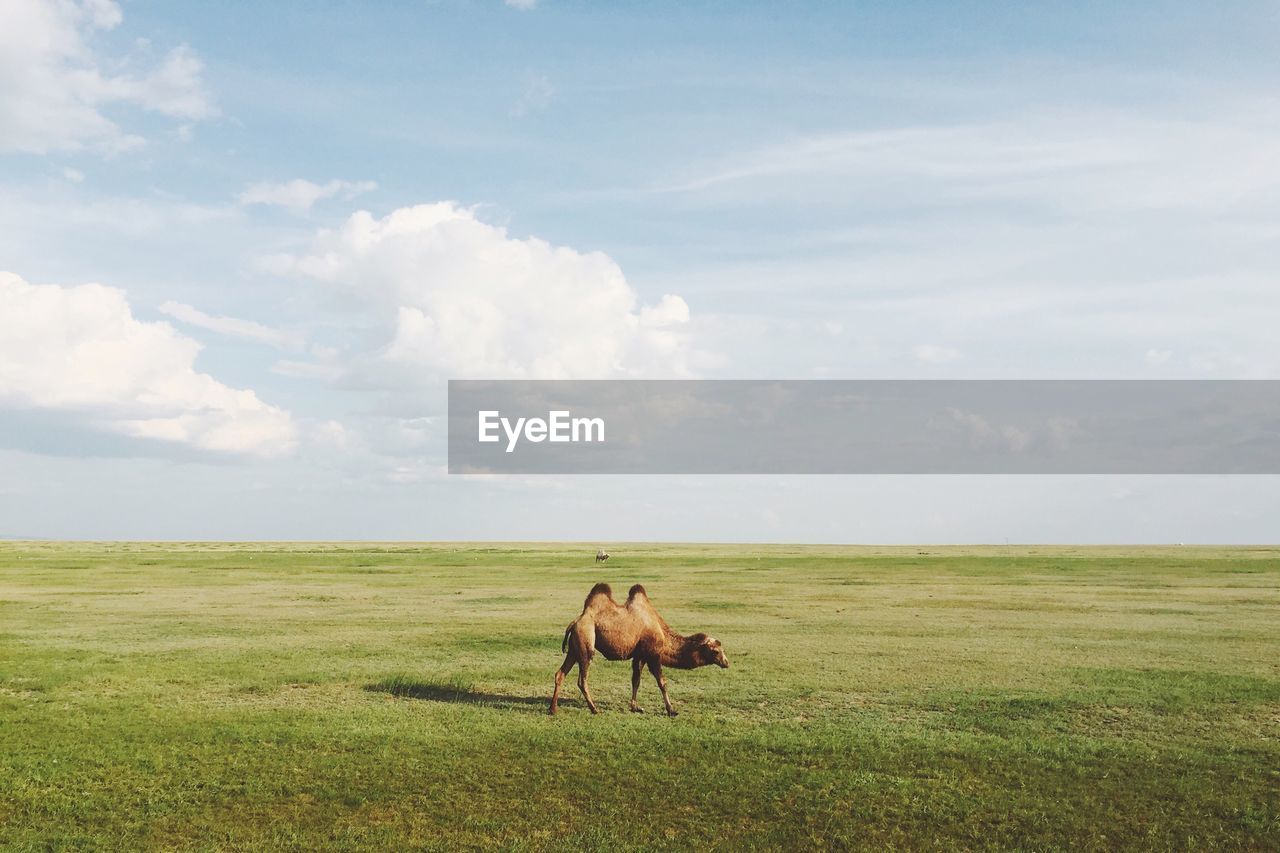 Scenic view of bactrian camel on prairie 