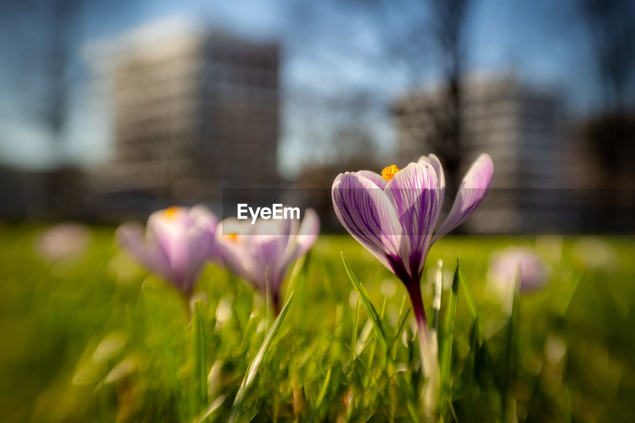 Close-up of purple crocus flowers on field