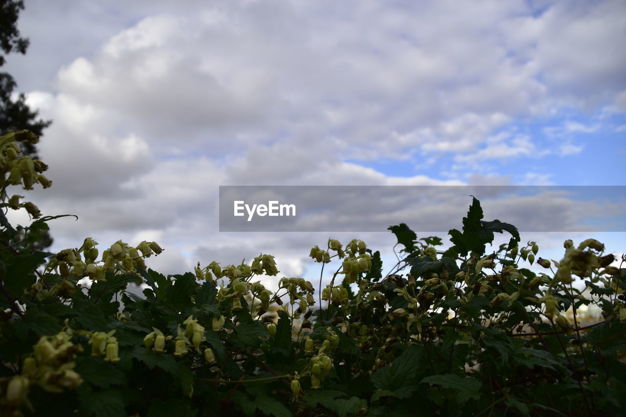 PLANTS GROWING ON FIELD AGAINST SKY