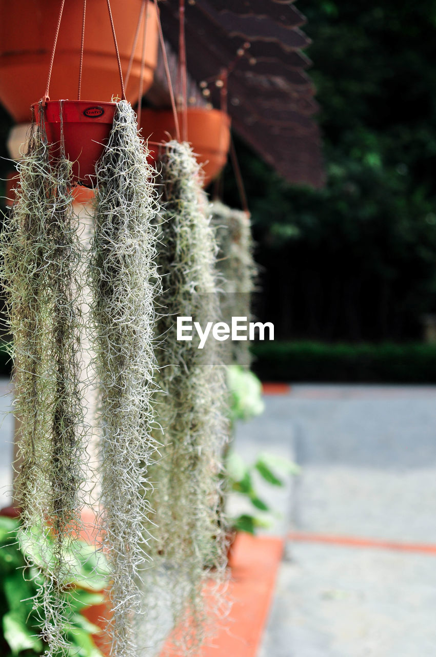 CLOSE-UP OF CACTUS PLANT OUTDOORS