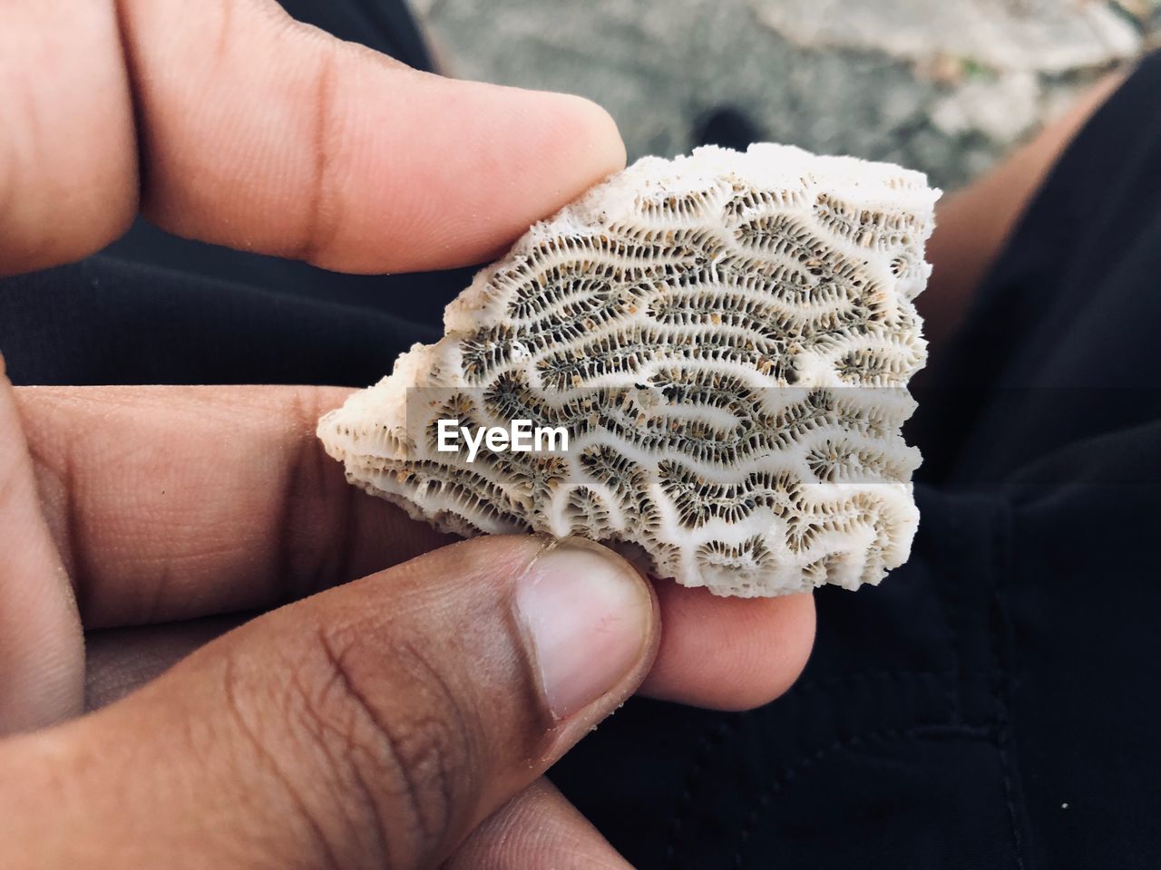 Midsection of person holding coral