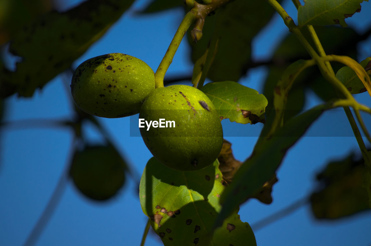 CLOSE-UP OF FRUITS ON TREE