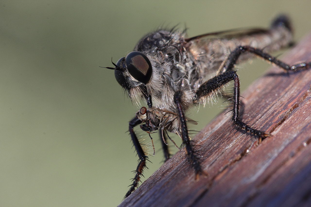 CLOSE-UP OF INSECTS ON WOOD