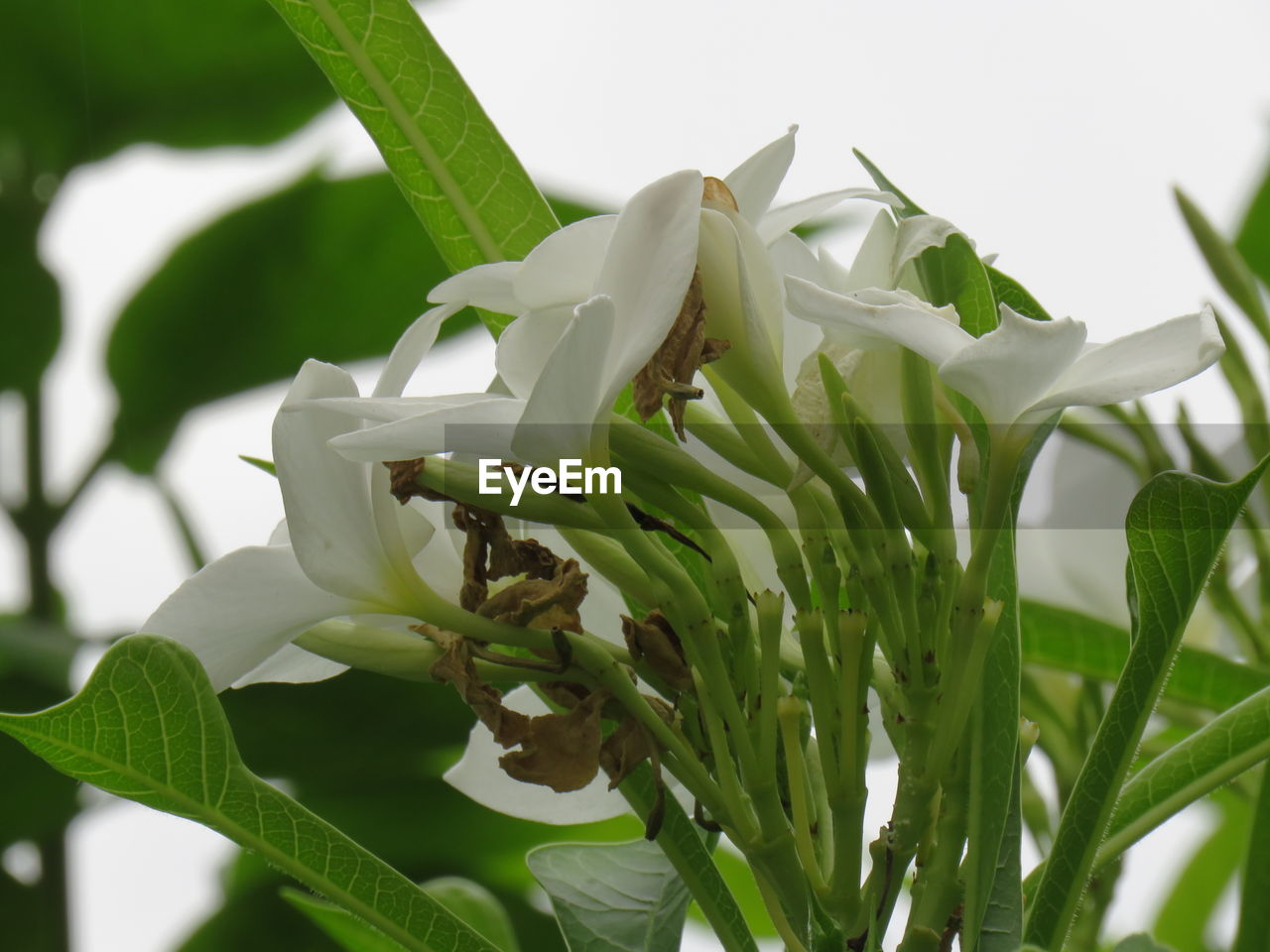 CLOSE-UP OF WHITE FLOWERING PLANT ON GREEN LEAF