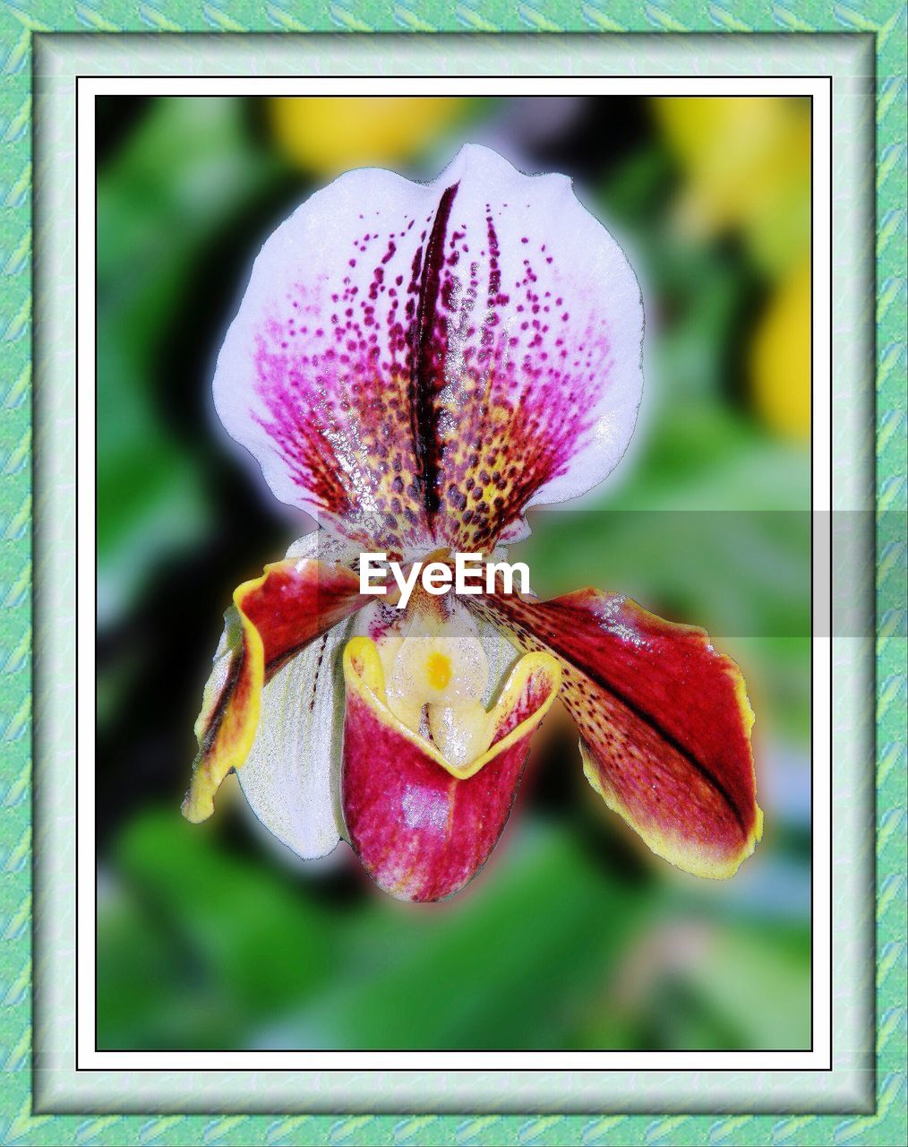 CLOSE-UP OF FLOWERS BLOOMING OUTDOORS