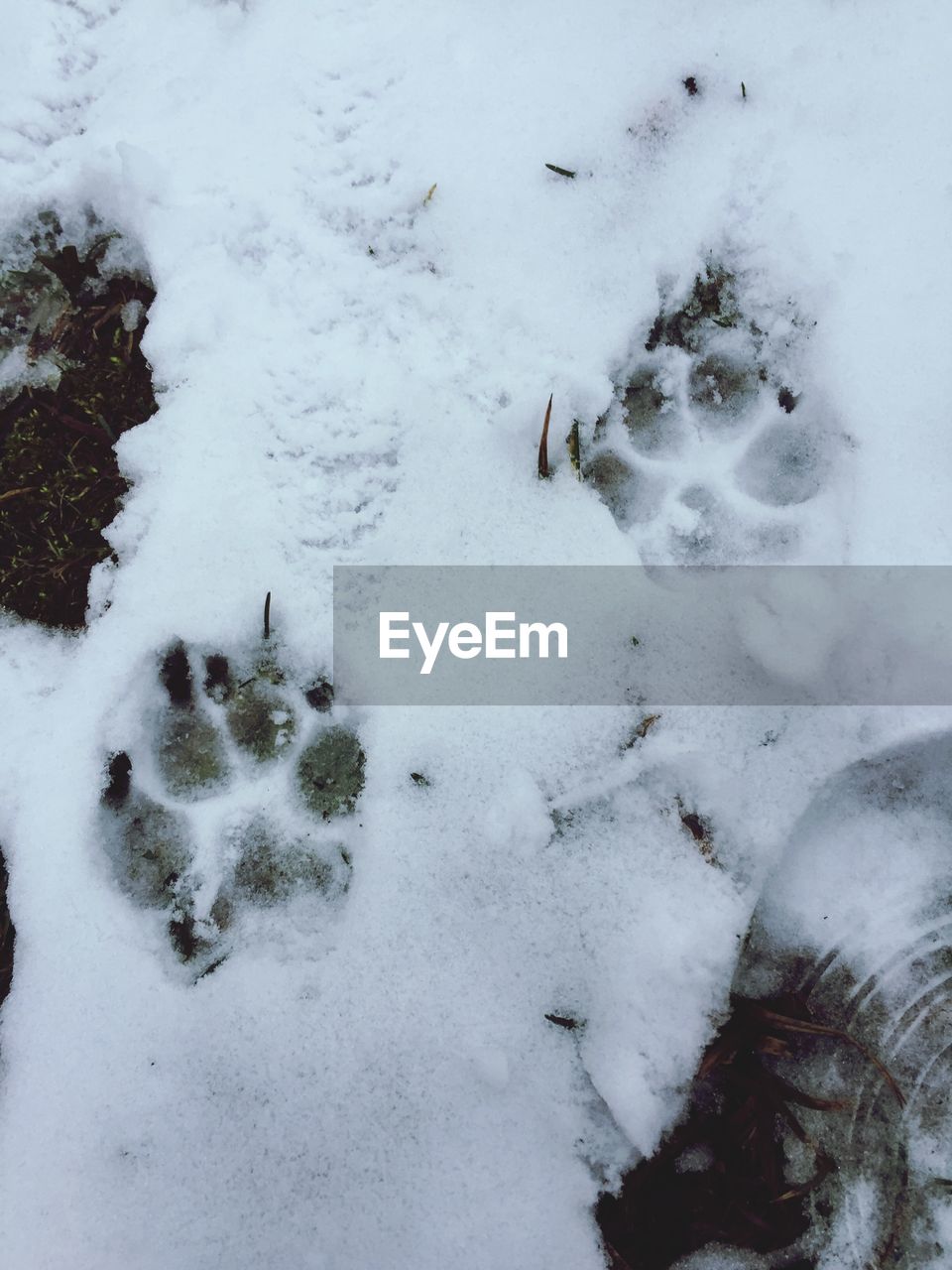 HIGH ANGLE VIEW OF HORSE ON SNOW FIELD