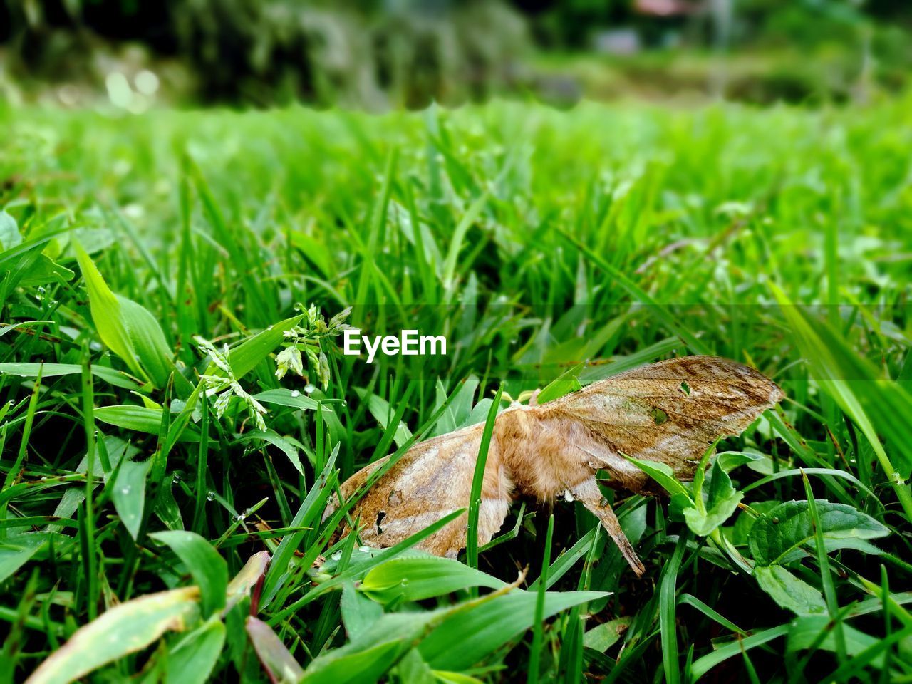 CLOSE-UP OF INSECT ON GRASS FIELD