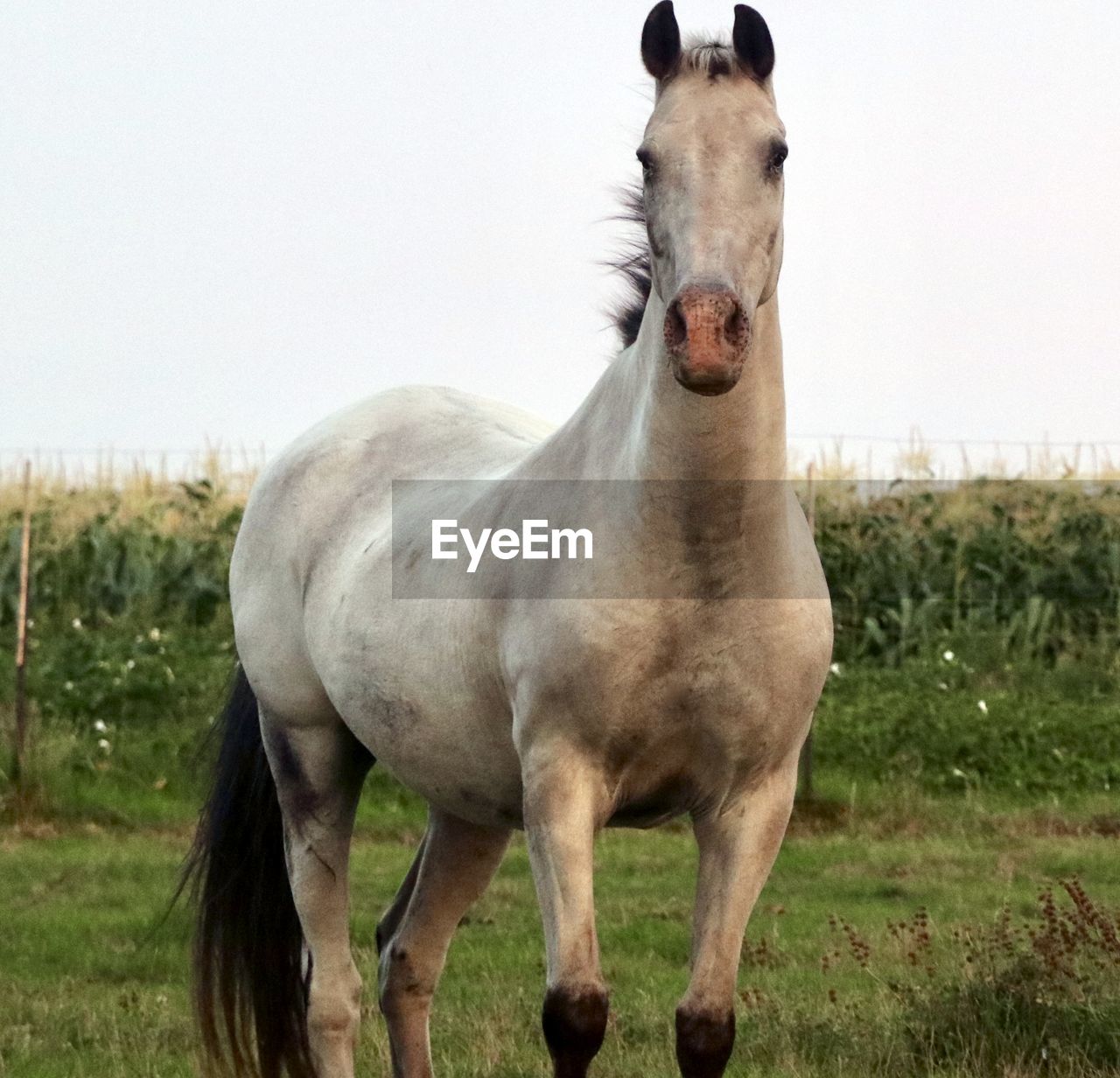 HORSE STANDING ON FIELD