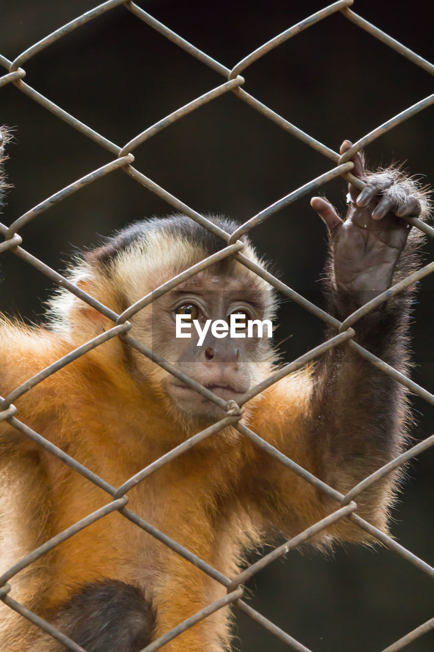 Close-up of monkey in cage