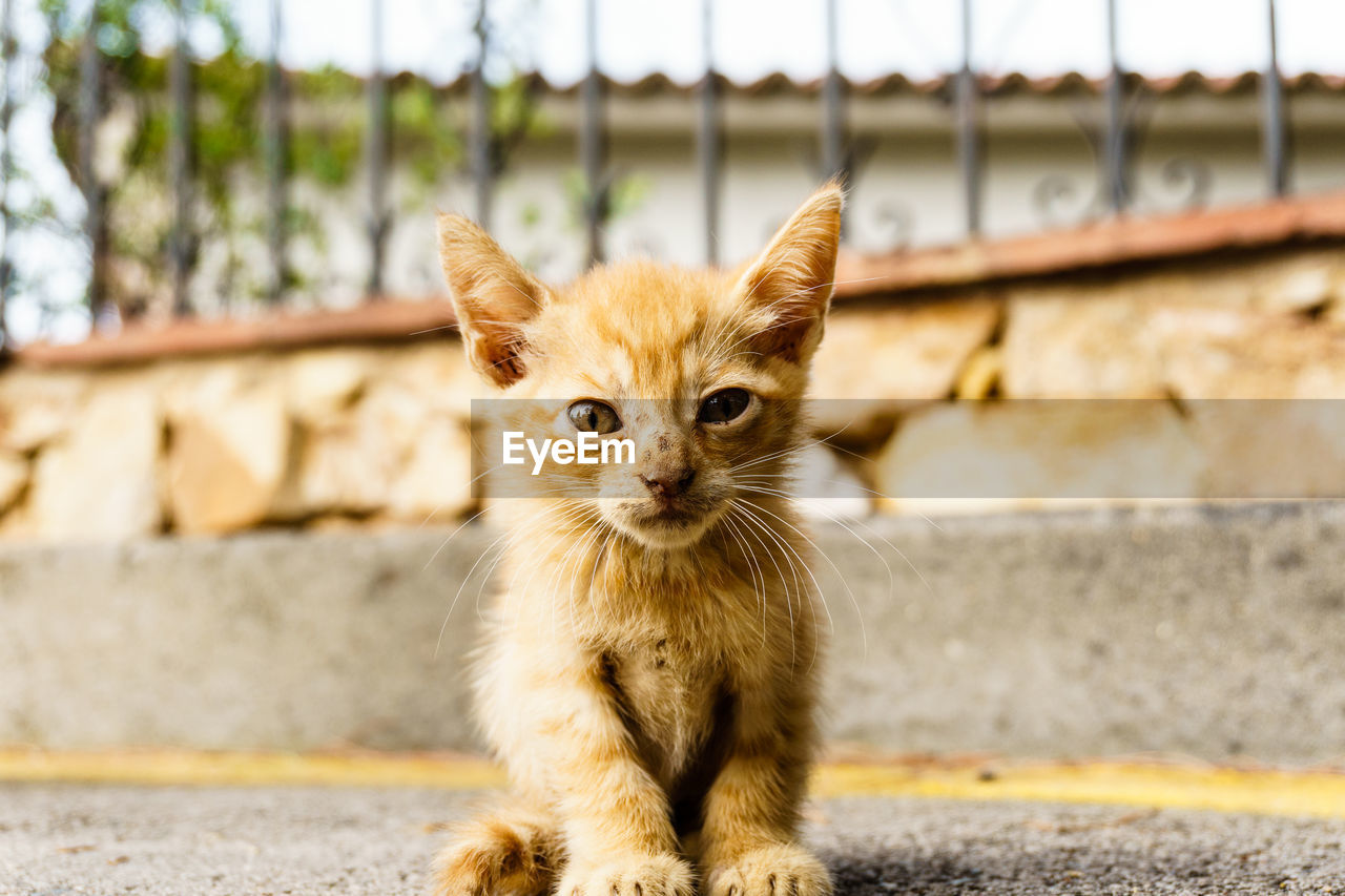 PORTRAIT OF CAT ON RETAINING WALL