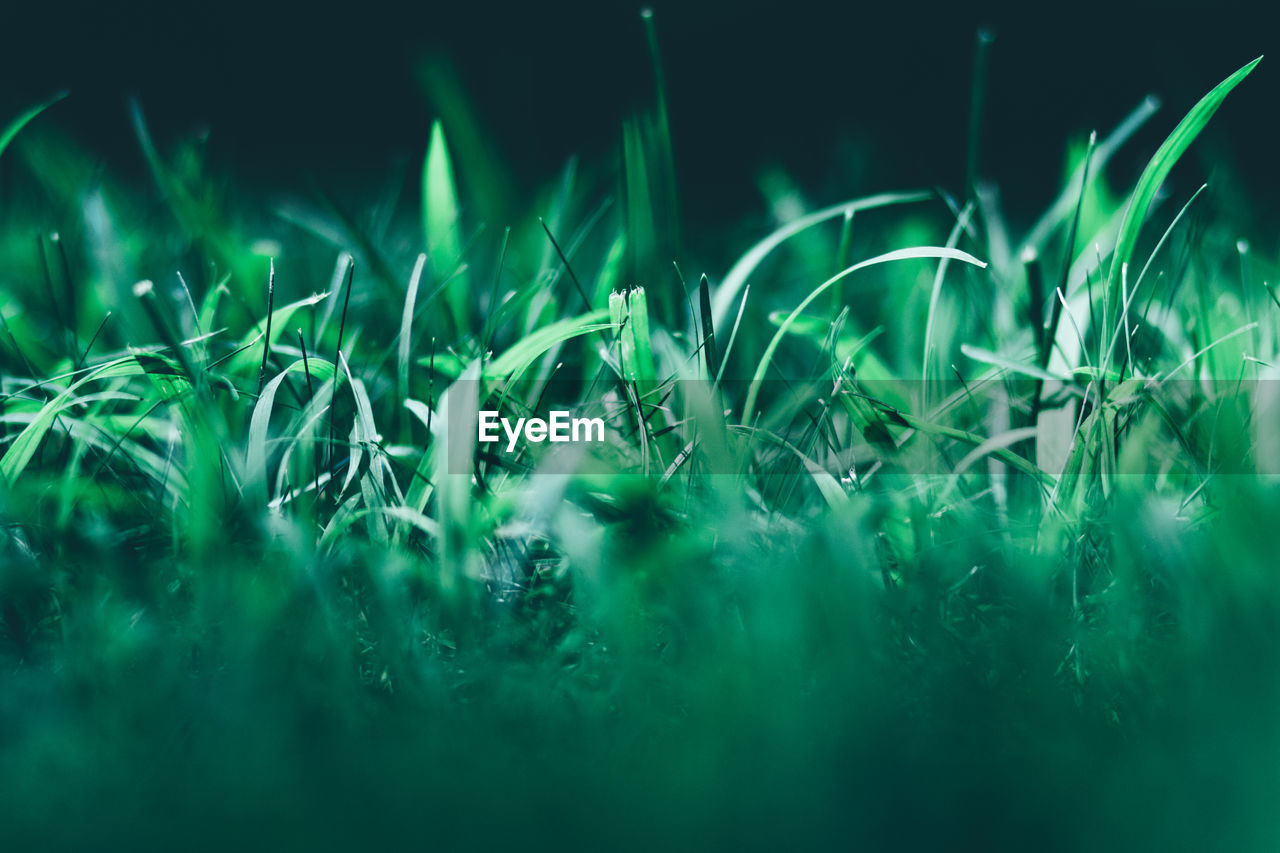 Close-up of grass on field at night