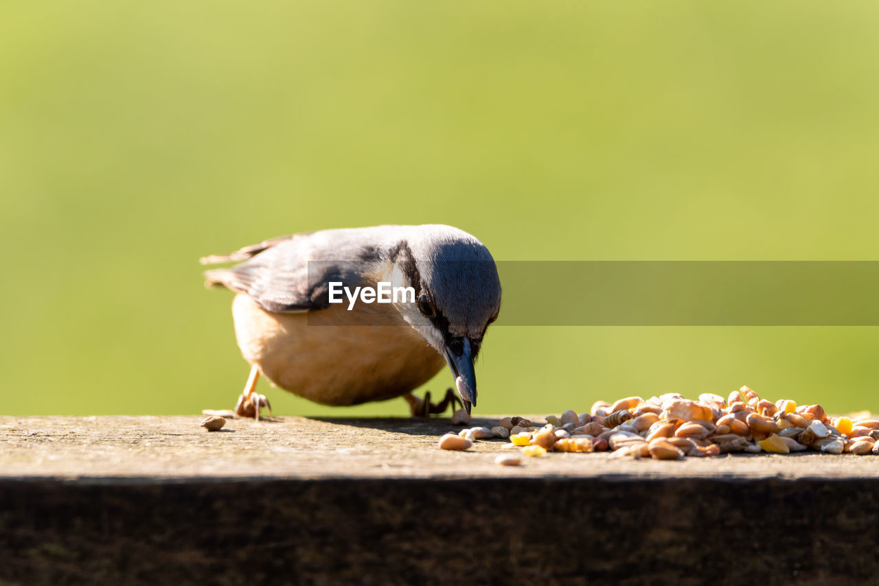 CLOSE-UP OF BIRD PERCHING ON A ROCK