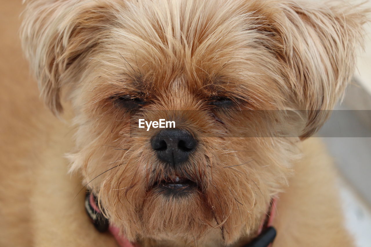 Close-up portrait of a dog