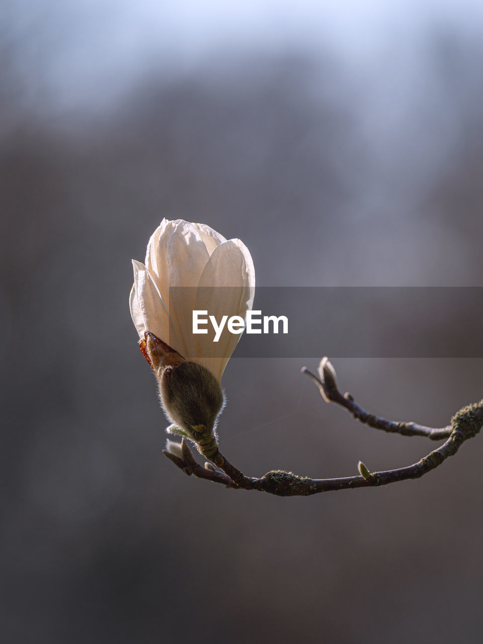 Close-up of wilted flower