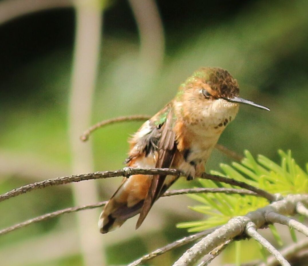 CLOSE-UP OF BIRD PERCHING ON WHITE WALL