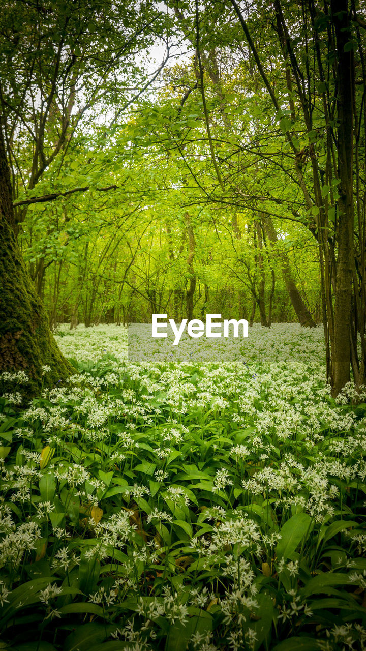 FRESH GREEN PLANTS IN FOREST