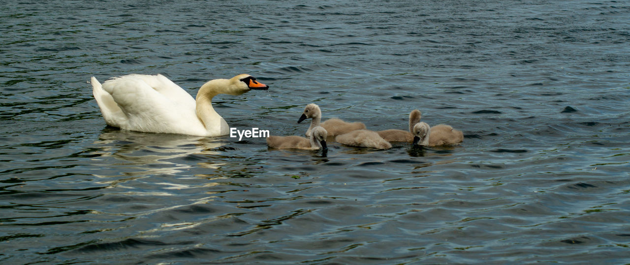 Swan swimming in lake