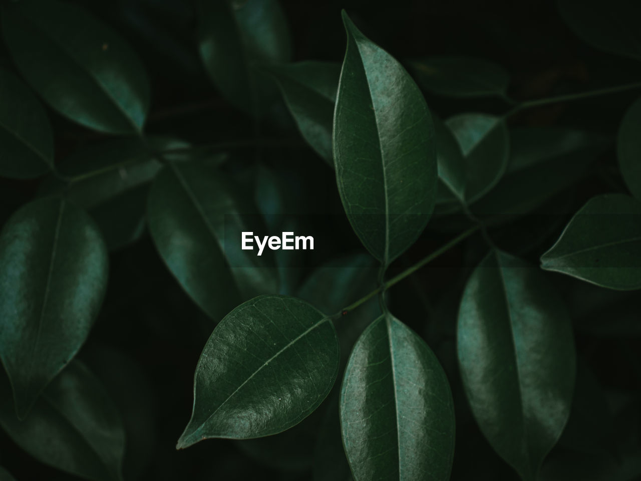 Lush foliage of the glossy privet plant. selective focus.