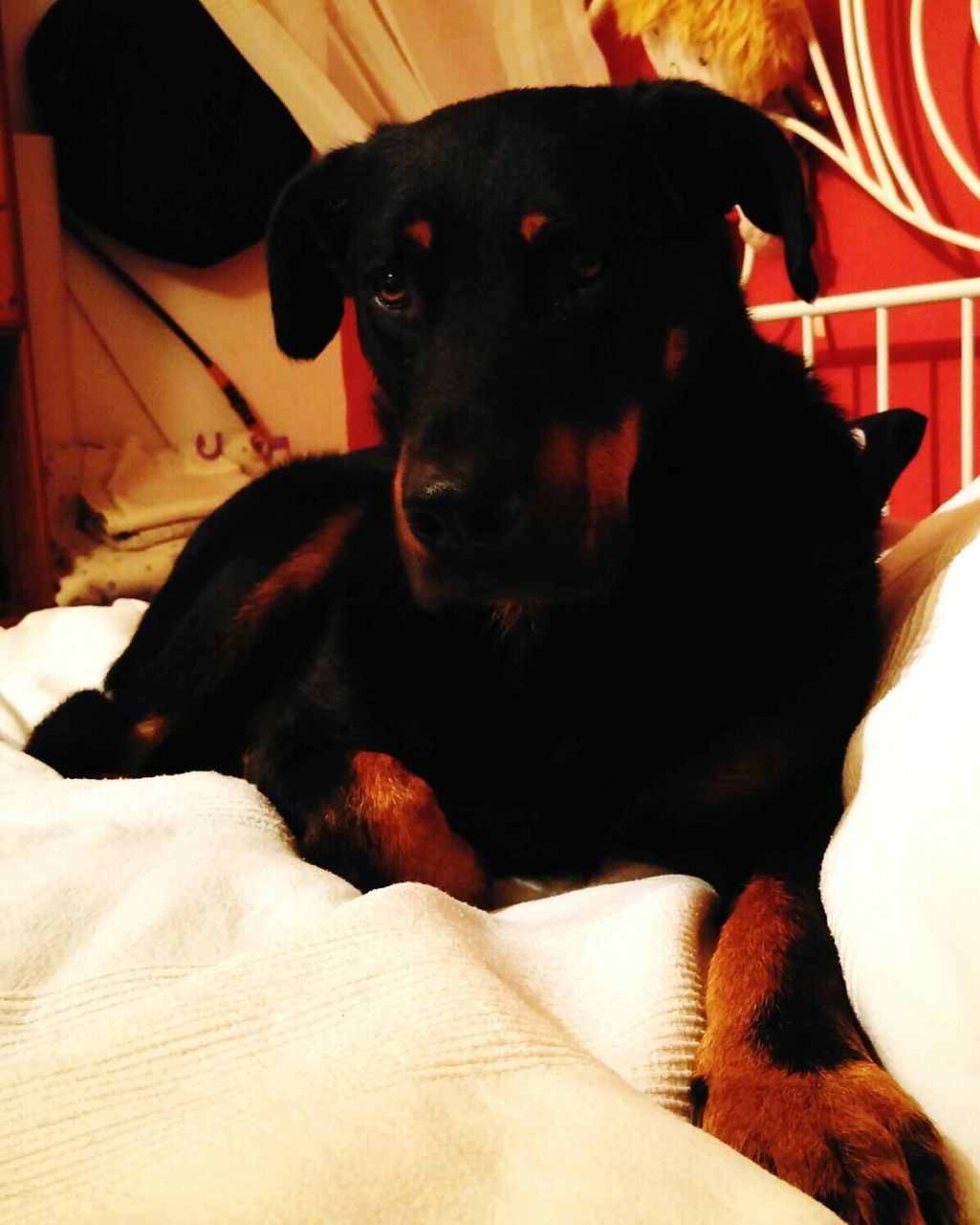 DOG RESTING ON BED