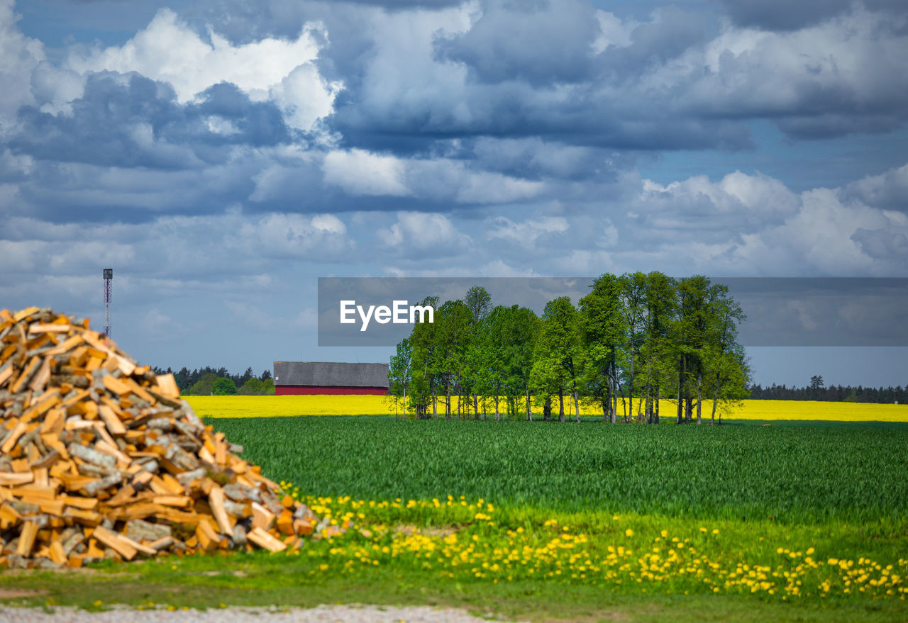 plant, sky, agriculture, landscape, cloud, environment, field, nature, rural scene, land, rural area, tree, horizon, grass, crop, flower, farm, growth, scenics - nature, no people, abundance, beauty in nature, food and drink, food, outdoors, green, day, architecture, rapeseed, fossil fuel, hill, environmental issues, tranquility, yellow, social issues