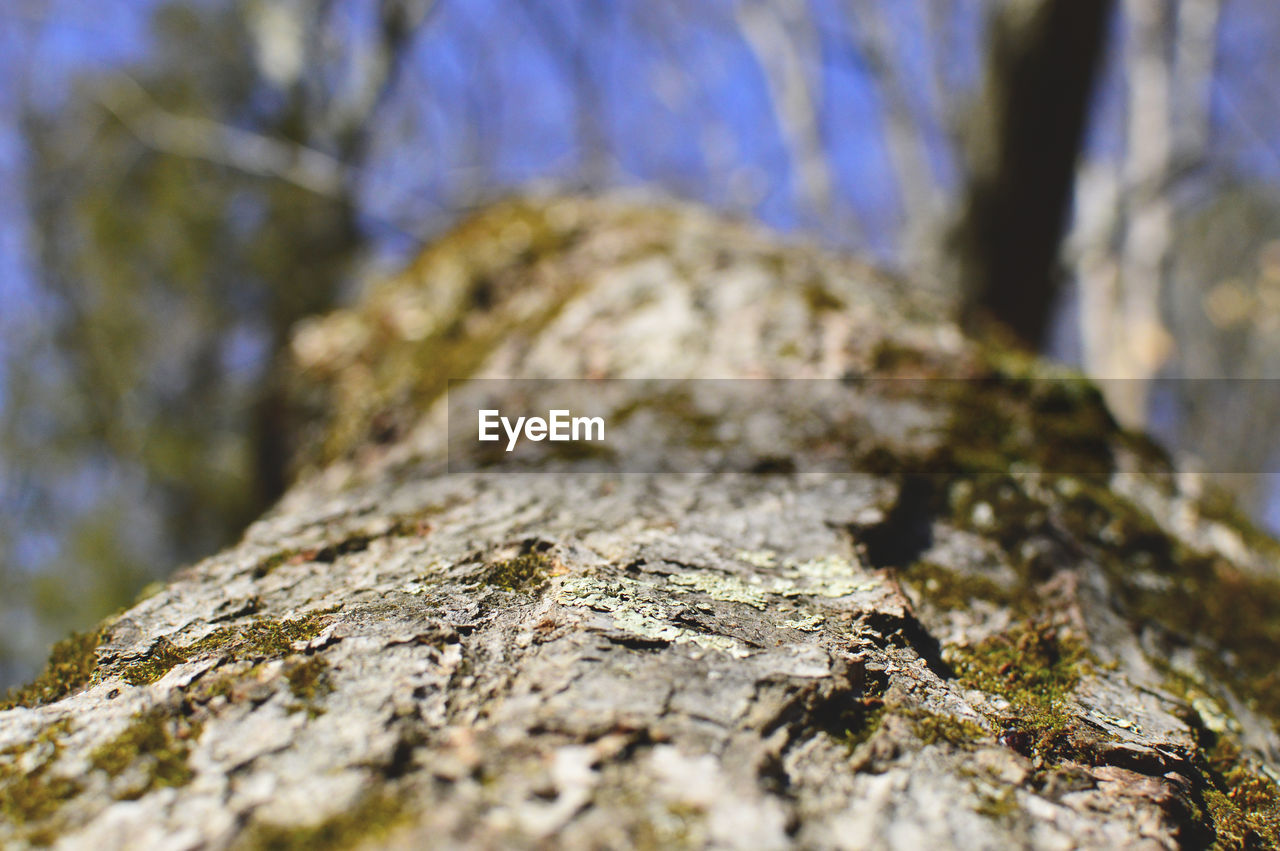 CLOSE-UP OF MOSS ON ROCK