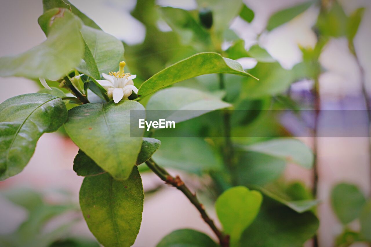 Close-up of flower growing on tree