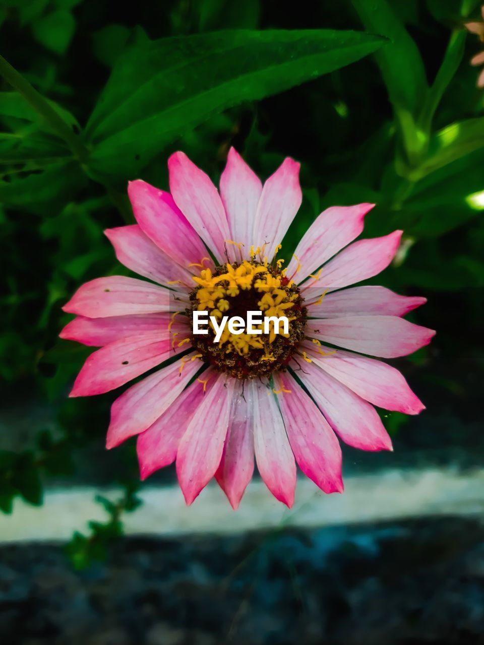 CLOSE-UP OF PINK FLOWER WITH WATER DROPS