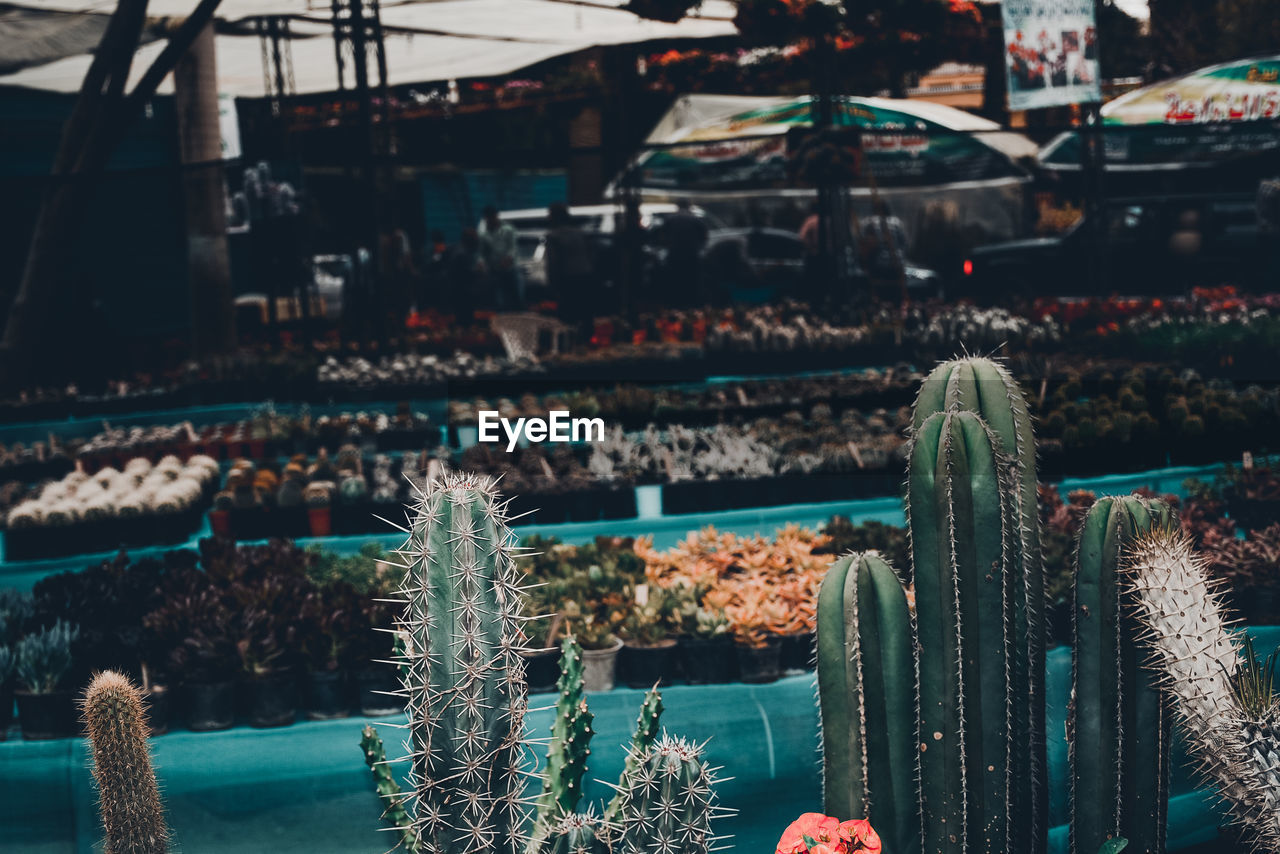 Close-up of cactus for sale