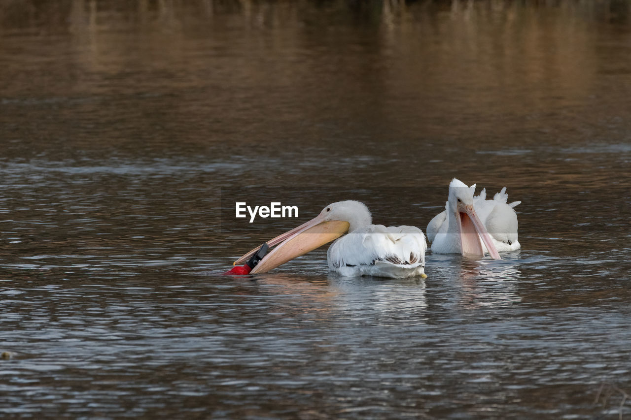 VIEW OF SWANS IN CALM WATER