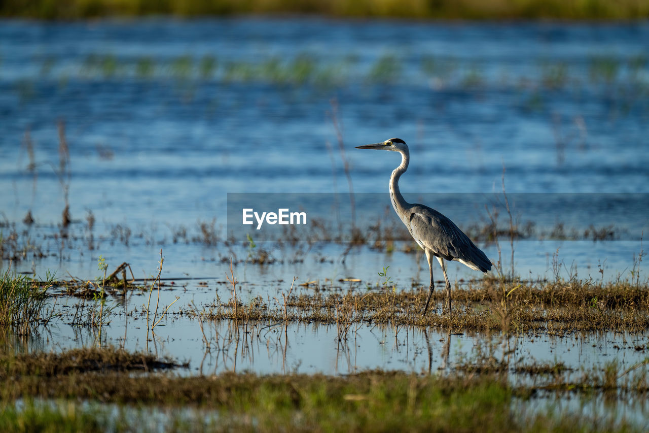 Grey heron stands in profile in shallows