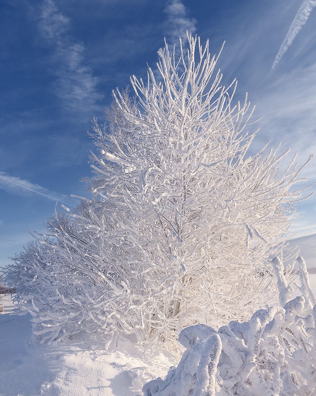 Low angle view of tree against sky