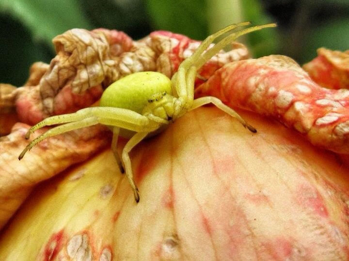 CLOSE-UP OF FOOD