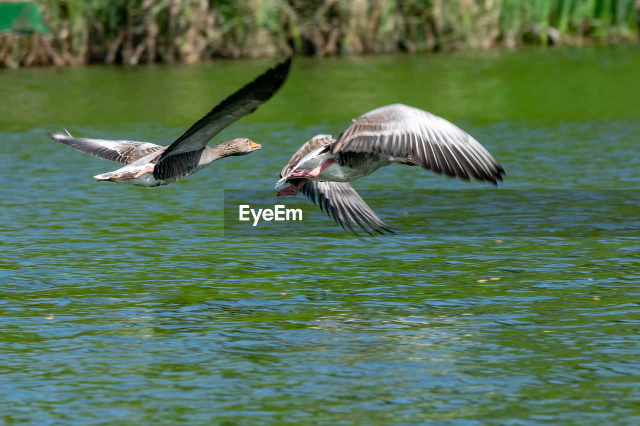 Greylag geese, anser anser, in flight over a body of water