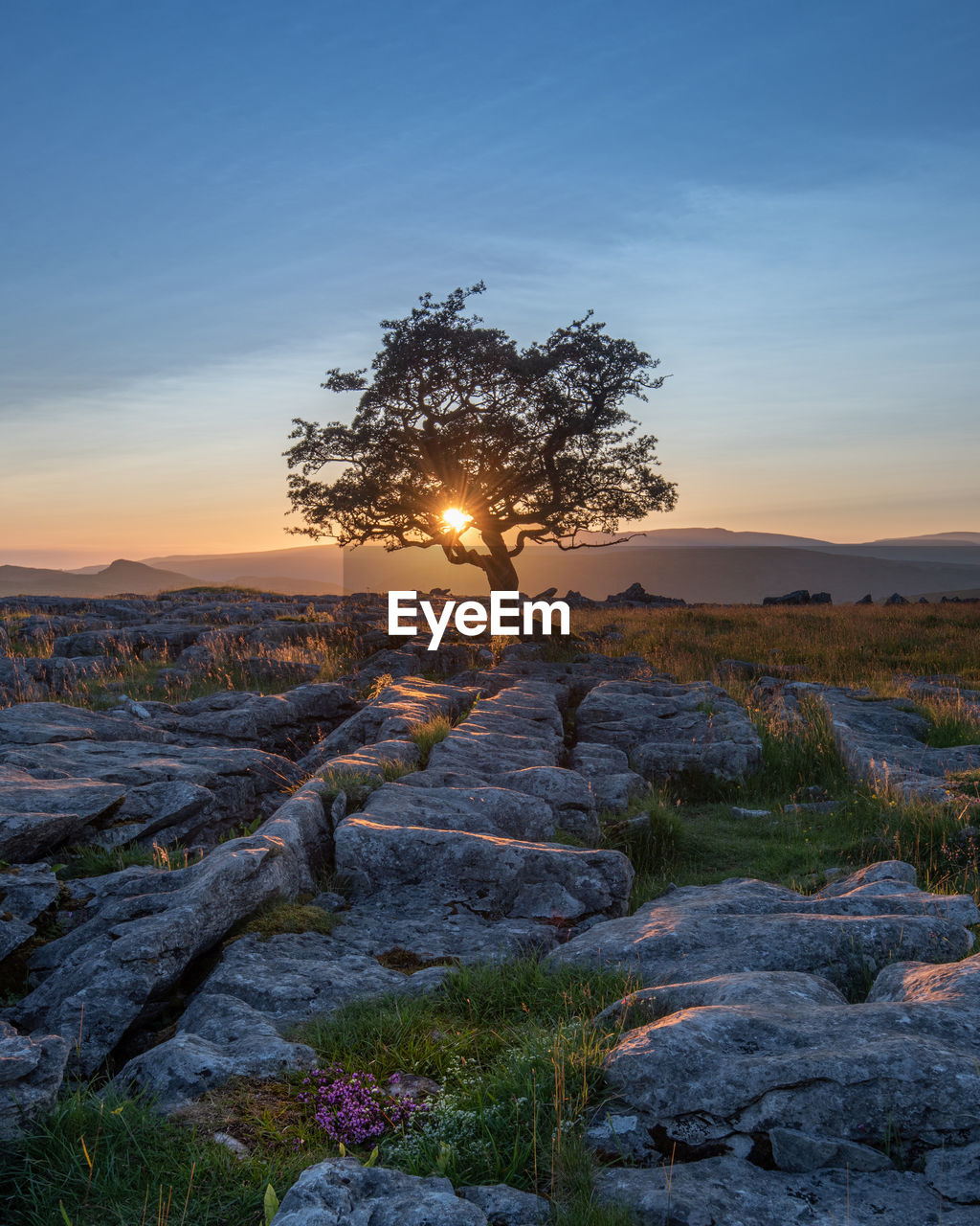 A lone weathered tree in amongst the limestone pavement of the yorkshire dales national park