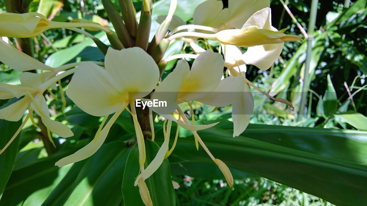 CLOSE-UP OF WHITE FLOWER