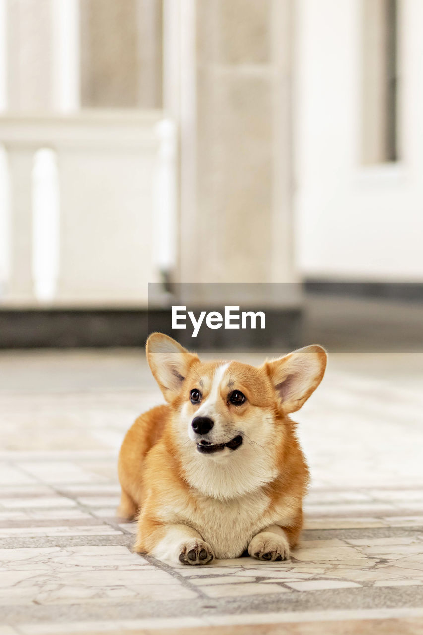 animal, animal themes, pet, mammal, one animal, dog, domestic animals, canine, puppy, shiba inu, portrait, no people, welsh corgi, looking at camera, cute, day, architecture, young animal, lap dog, sitting, flooring, outdoors, close-up