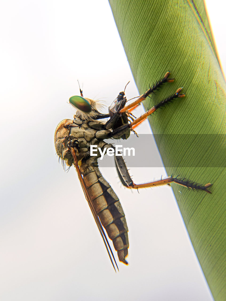 CLOSE-UP OF INSECT ON A LEAF